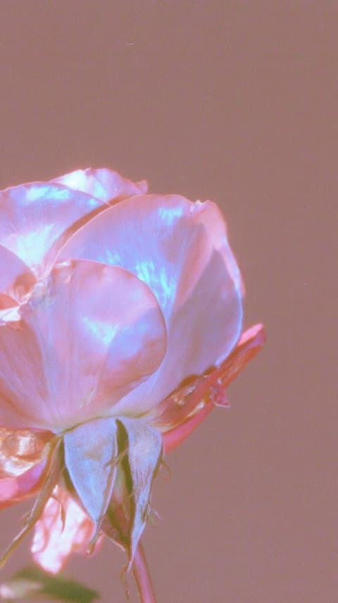 Blush Rose in Mauve Haze: rose, macro — AI-generated Photorealistic image made with Midjourney
