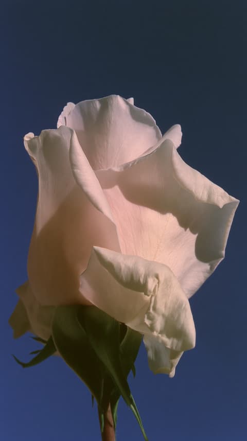 Cream Rose Unfurling: rose, macro — AI-generated Photorealistic image made with Midjourney