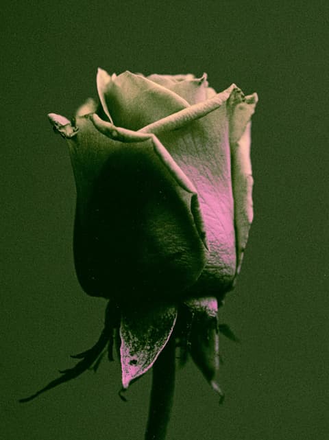 Duotone Rose in Green: rose, duotone — AI-generated Concept Art image made with Midjourney