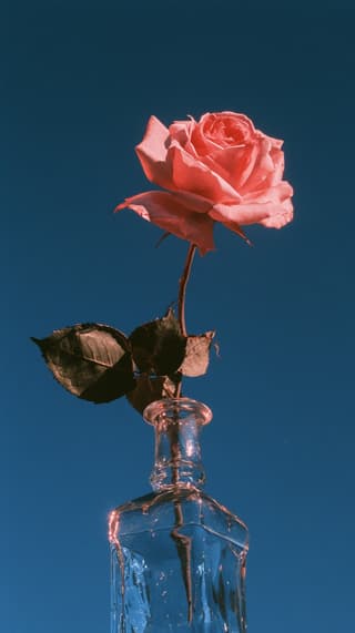 Coral Rose Against Deep Blue: flowers, rose — AI-generated Photorealistic image made with Midjourney
