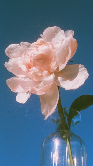 Peony in Afternoon Blue: flowers, peony — AI-generated Photorealistic image made with Midjourney