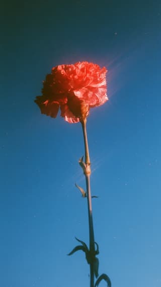 Red Carnation, Sunward: flowers, carnation — AI-generated Photorealistic image made with Midjourney