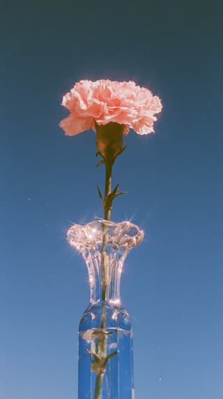 Carnation in Cut Glass: flowers, carnation — AI-generated Photorealistic image made with Midjourney