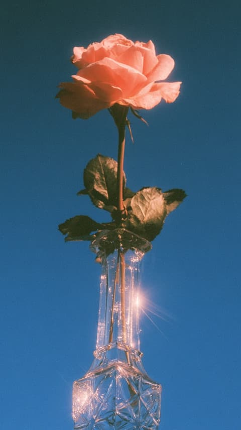 Rose in a Crystal Vase: flowers, rose — AI-generated Photorealistic image made with Midjourney