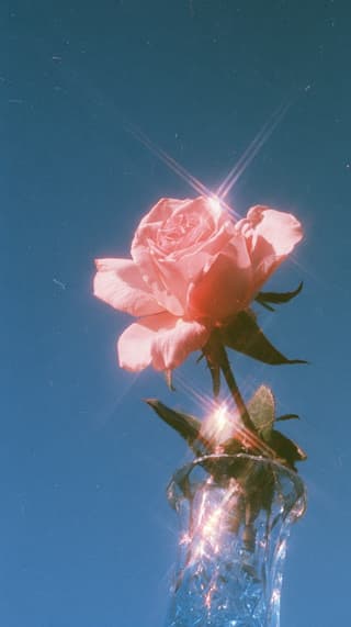 Rose with a Starburst: flowers, rose — AI-generated Photorealistic image made with Midjourney