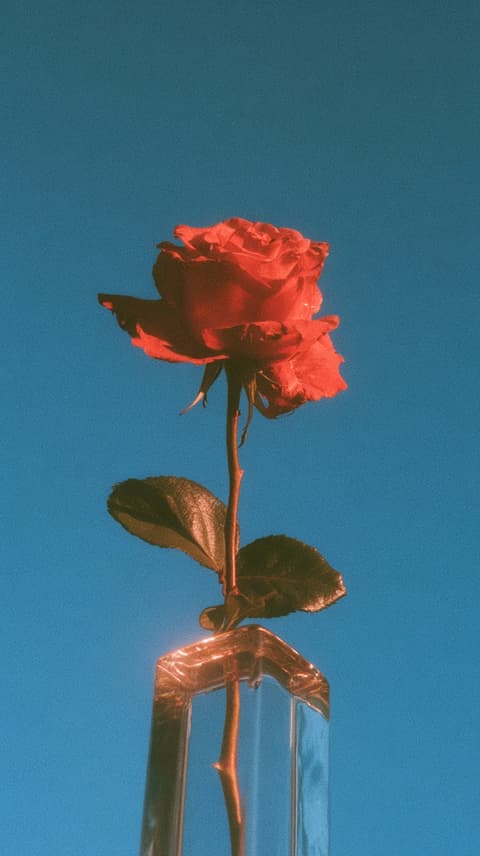 Red Rose in Full Sun: flowers, rose — AI-generated Photorealistic image made with Midjourney
