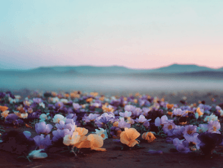 Desert Bloom at Dawn: desert, flowers — AI-generated Photorealistic image made with Midjourney