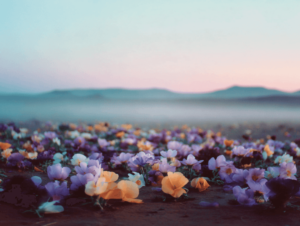 Desert Bloom at Dawn: desert, flowers — AI-generated Photorealistic image made with Midjourney