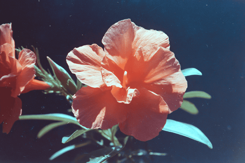 Scarlet Bloom: flower, macro — AI-generated Photorealistic image made with Midjourney