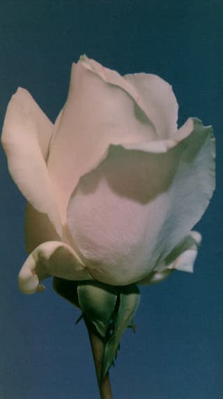 Ivory Rose on Deep Blue: rose, macro — AI-generated Photorealistic image made with Midjourney