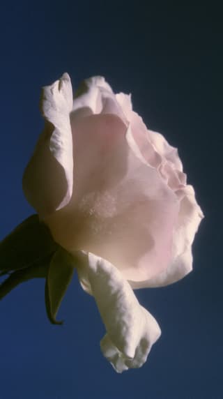 Pale Rose Against Navy: rose, macro — AI-generated Photorealistic image made with Midjourney