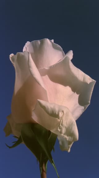Cream Rose Unfurling: rose, macro — AI-generated Photorealistic image made with Midjourney