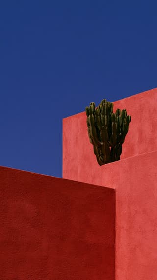 Cactus Above Coral Walls: architecture, minimal — AI-generated Architecture image made with Midjourney