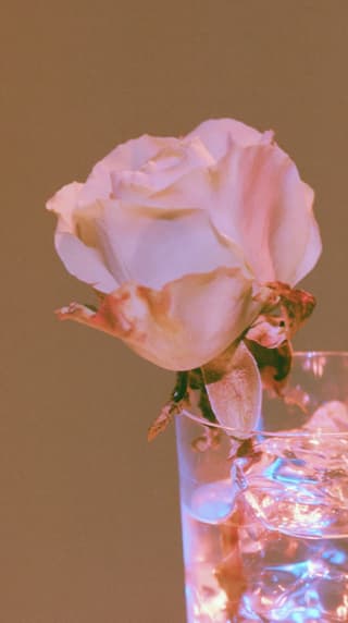 Pink Rose in a Water Glass: rose, flowers — AI-generated Photorealistic image made with Midjourney