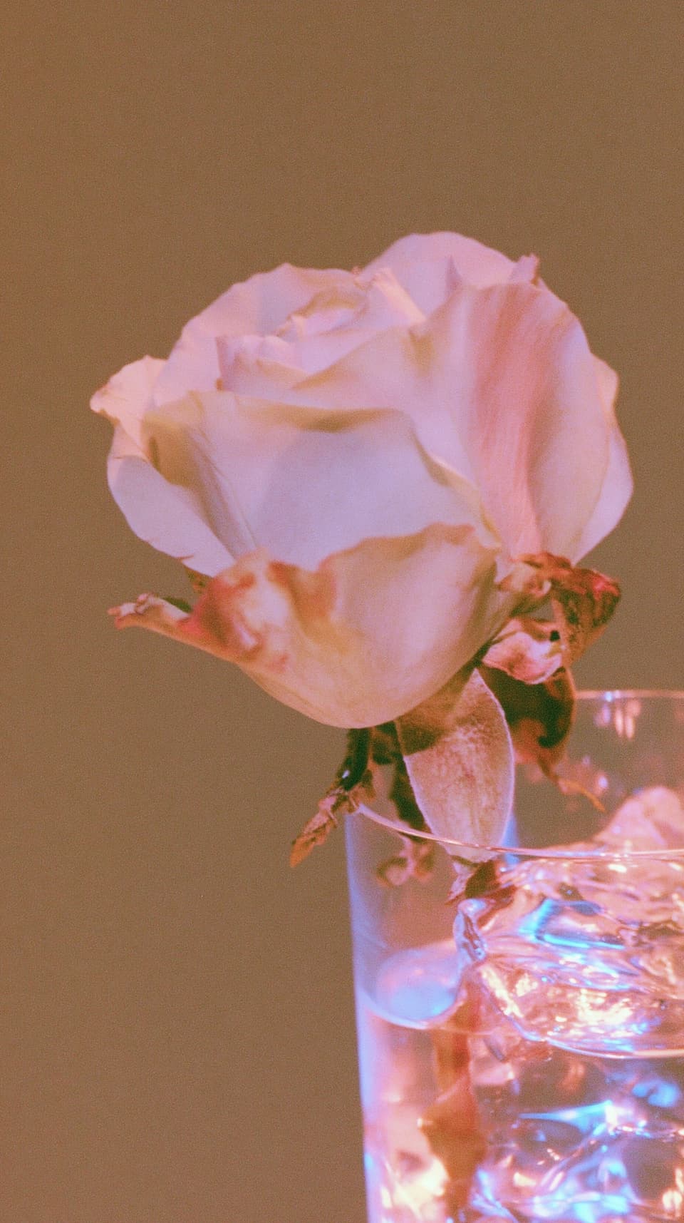 Pink Rose in a Water Glass: rose, flowers — AI-generated Photorealistic image made with Midjourney