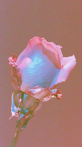 Rose with a Cyan Bloom: rose, flowers — AI-generated Photorealistic image made with Midjourney