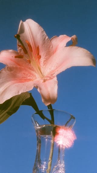 Lily in Full Bloom: flowers, macro — AI-generated Photorealistic image made with Midjourney