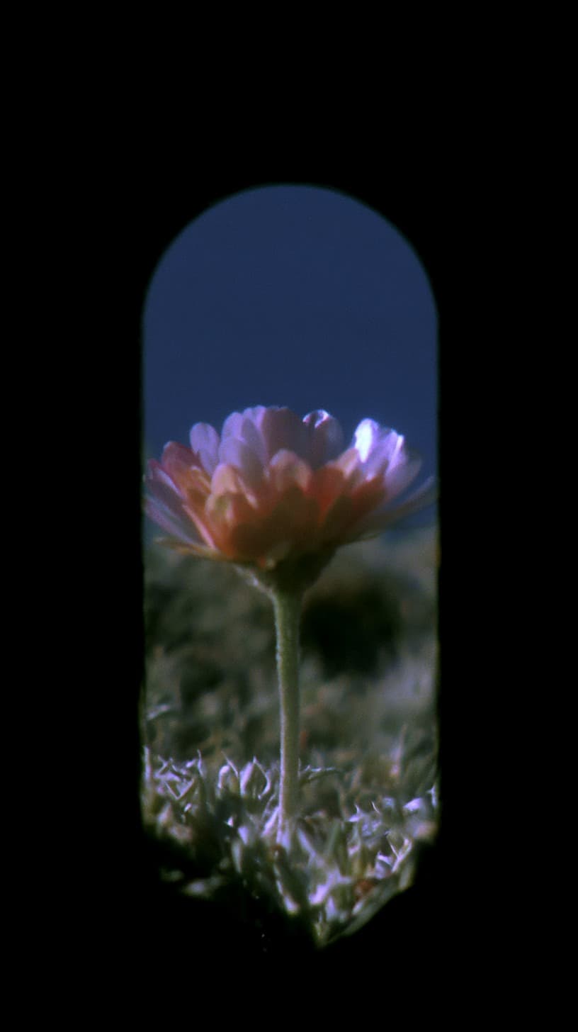 Keyhole Daisy: pink daisy, arch — AI-generated Photorealistic image made with Midjourney